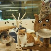 貓之茶房 尖沙咀店