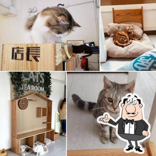 貓之茶房 銅鑼灣店