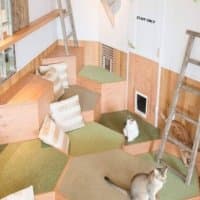 Nekos Cube 方塊貓
