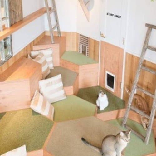 Nekos Cube 方塊貓